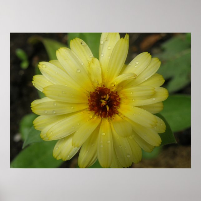 Gult Raindrops Marigold Skriv ut Poster (Framsidan)
