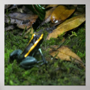 Gult Randig Dart Frog Poster