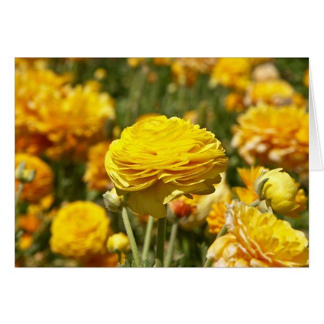Gult Ranunculus Flower Card Hälsningskort (Framsidan Horizontal)