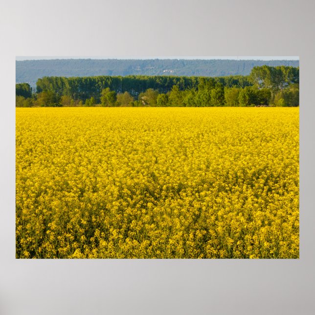 gult rapsfrön som tänds av sol poster (Framsidan)