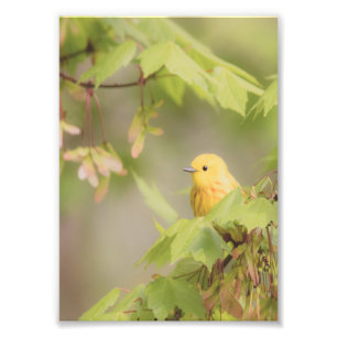 Gult Ray of Sunshine - Gult Warbler Bird Fototryck