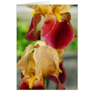 Gult Red Iris Hälsningskort