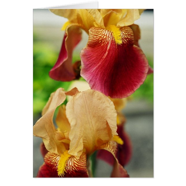 Gult Red Iris Hälsningskort (Framsidan)