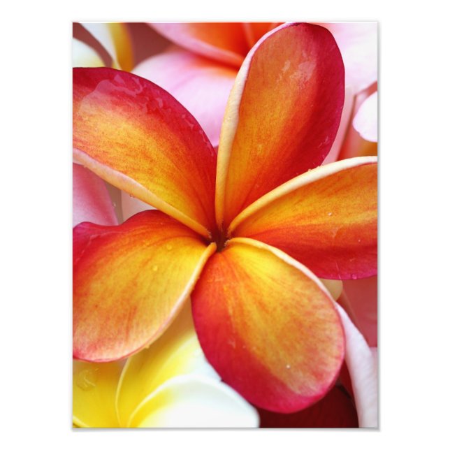 Gult Red Plumeria Frangipani Hawaii Flowers Fototryck (Framsidan)