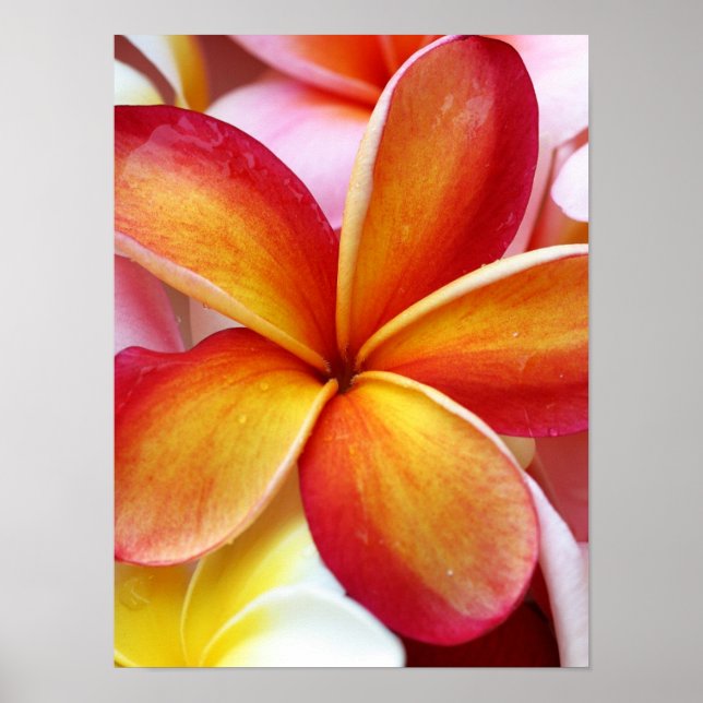 Gult Red Plumeria Frangipani Hawaii Flowers Poster (Framsidan)