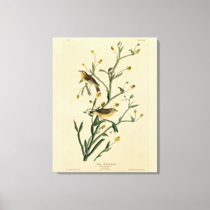 Gult Red-poll Warbler Audubon's Birds of America Canvastryck