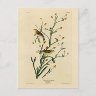 Gult Red-poll Warbler Audubon's Birds of America Vykort