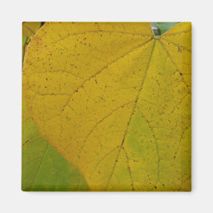 Gult Redbud Lövs naturfoto höst i höst Magnet
