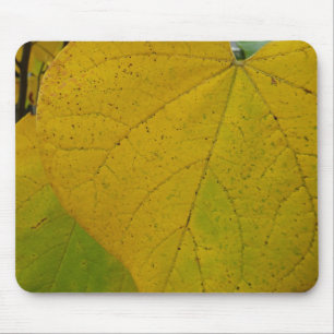 Gult Redbud Lövs naturfoto höst i höst Musmatta