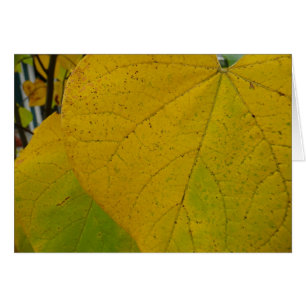 Gult Redbud Lövs naturfoto höst i höst OBS Kort