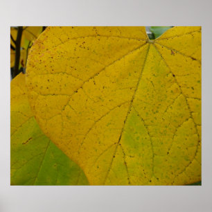 Gult Redbud Lövs naturfoto höst i höst Poster