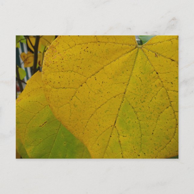 Gult Redbud Lövs naturfoto höst i höst Vykort (Framsida)