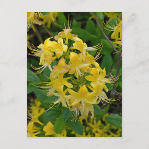 Gult Rhododendron Azalea Flowers Vykort