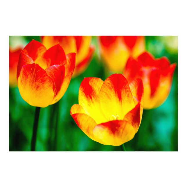 Gult, Röda tulpanblommor Fototryck (Framsidan)