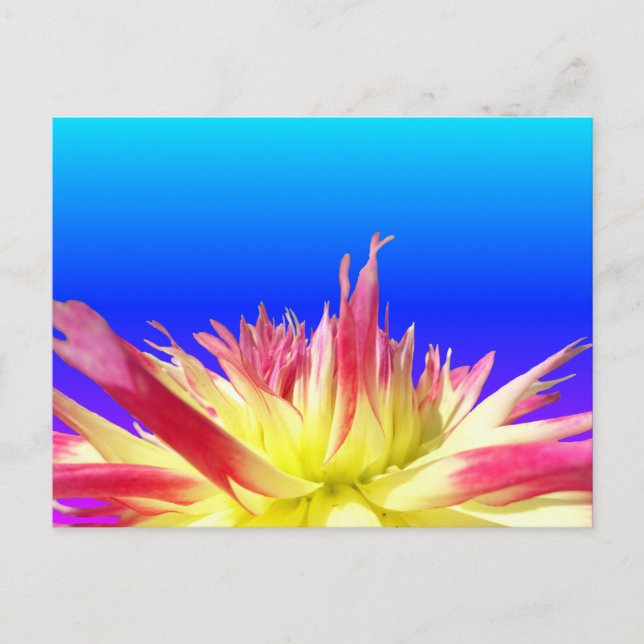 Gult Rosa Dahlia Blue BG Färg DIY Postcard Vykort (Framsida)