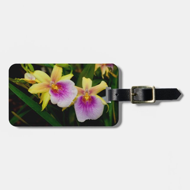 Gult Rosa Lila Miltonia Sunset Orchids Bagagebricka (Horisontell Framsida)