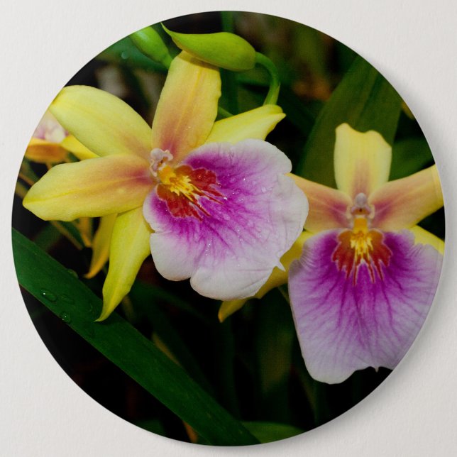 Gult Rosa Lila Miltonia Sunset Orchids Knapp (Framsida)