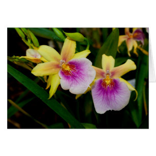 Gult Rosa Lila Miltonia Sunset Orchids OBS Kort