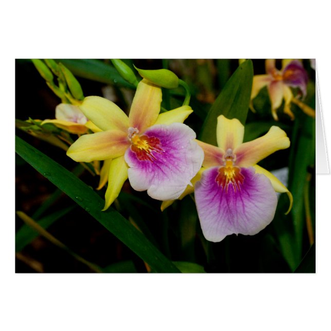 Gult Rosa Lila Miltonia Sunset Orchids OBS Kort (Framsidan Horizontal)