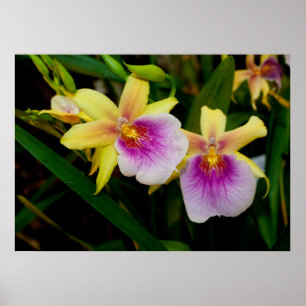 Gult Rosa Lila Miltonia Sunset Orchids Poster