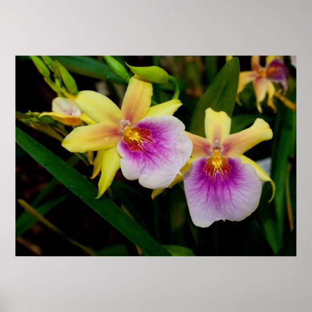 Gult Rosa Lila Miltonia Sunset Orchids Poster (Framsidan)