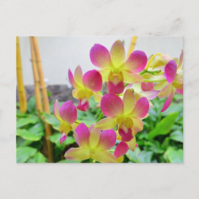 Gult Rosa Orchids Vykort (Framsida)
