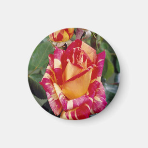 Gult Rosa ros Magnet