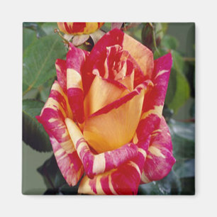 Gult Rosa ros Magnet