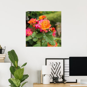 Gult Rosa ros Poster Skriv ut