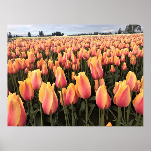 Gult & Rosa Tulip Fält, Oregon Poster (Framsidan)