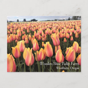 Gult & Rosa Tulip Fält, Oregon Vykort