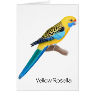 Gult Rosella papegojakort Hälsningskort