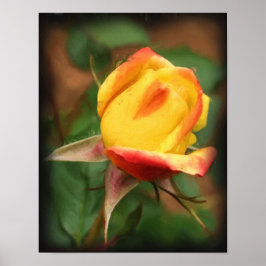Gult Rosenknopp Flower Art-fotomålning Poster