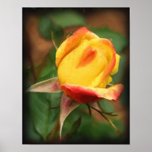 Gult Rosenknopp Flower Art-fotomålning Poster