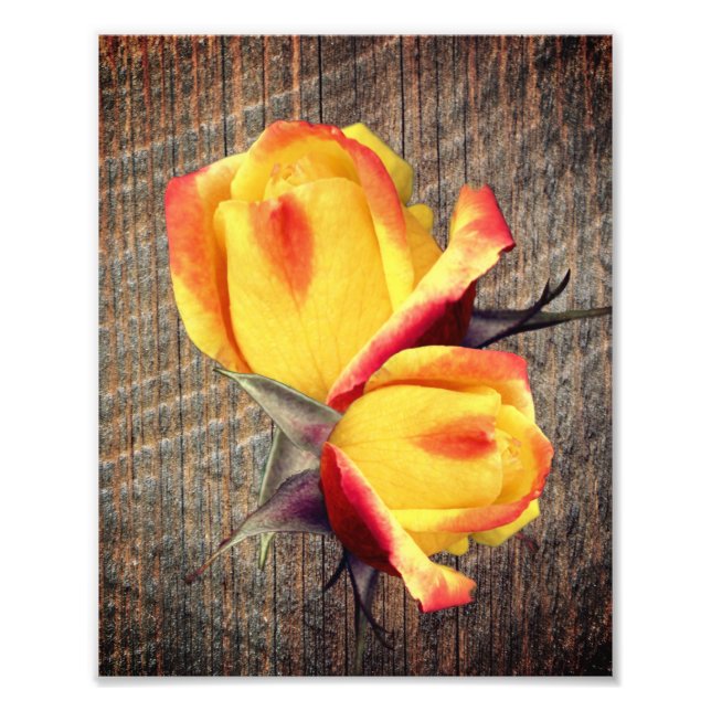 Gult Rosenknopp Flowers på Barnboard 8x10 Fototryck (Framsidan)