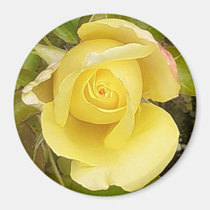 Gult Rosenknopp Magnet