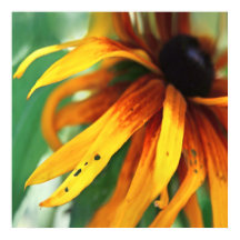 Gult Rudbeckia Flower Macro Abstrakt