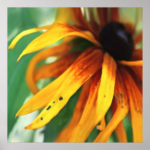 Gult Rudbeckia Flower Macro Abstrakt Poster