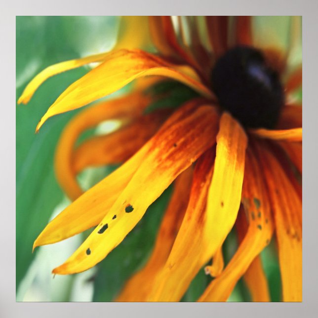 Gult Rudbeckia Flower Macro Abstrakt Poster (Framsidan)