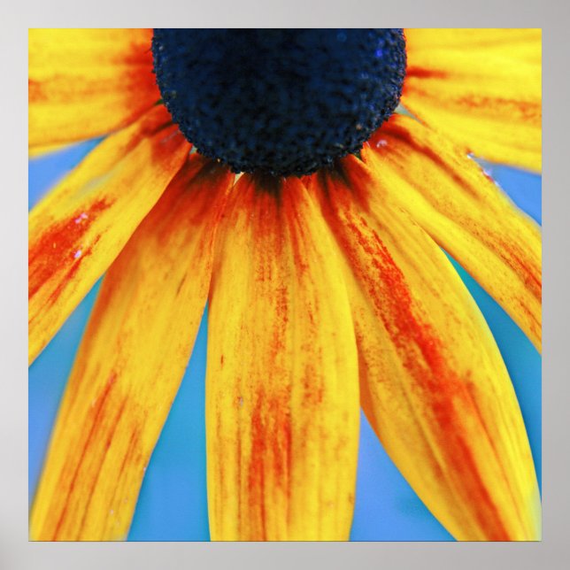Gult Rudbeckia Flower Macro Abstrakt Poster (Framsidan)