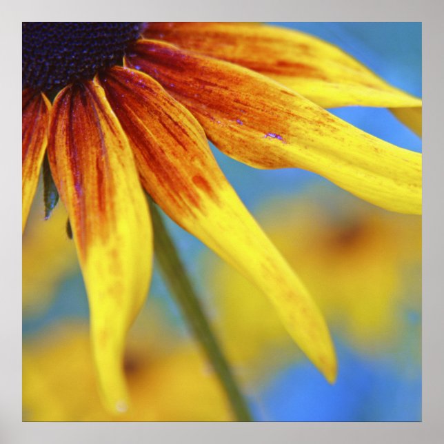Gult Rudbeckia Flower Macro Abstrakt Poster (Framsidan)