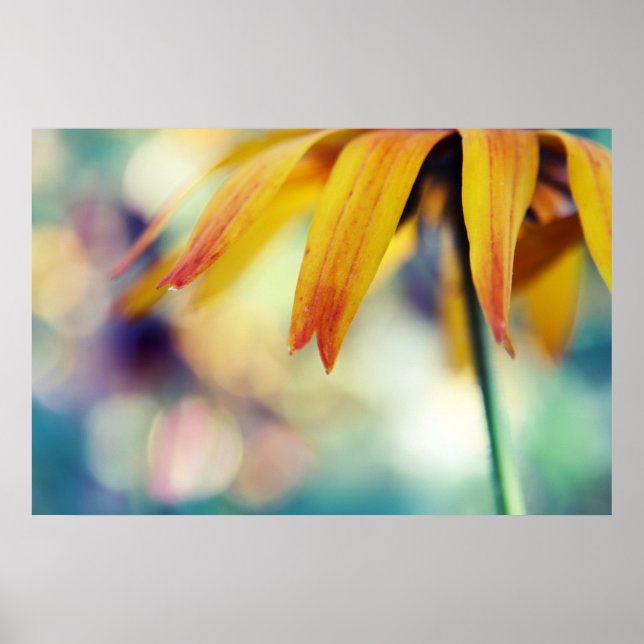 Gult Rudbeckia Flower Petal Macro Abstrakt Poster (Framsidan)