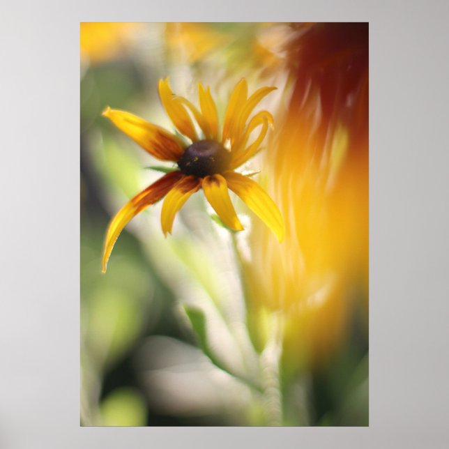 Gult Rudbeckia Flower Poster (Framsidan)