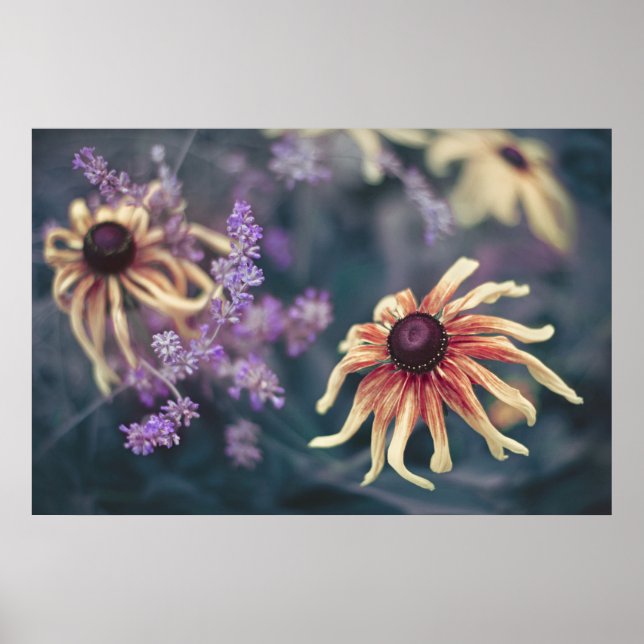 Gult Rudbeckia och Lila Lavender Poster (Framsidan)