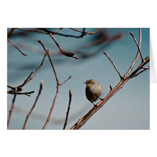 Gult Rumpad Warbler 01 Hälsningskort (Framsidan Horizontal)