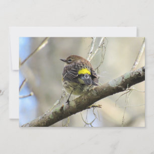 Gult Rumpat Warbler - Backyard Bird - Flat Card Julkort