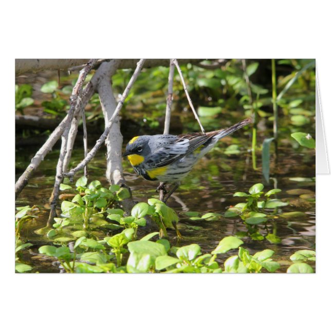 Gult-rumpedsångare Hälsningskort (Framsidan Horizontal)