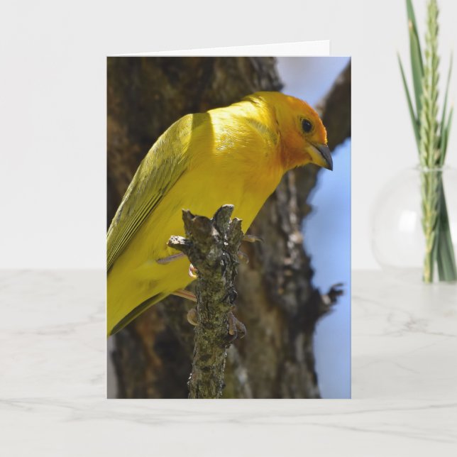Gult Saffron Finch Kort (Framsida)