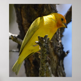 Gult Saffron Finch Poster