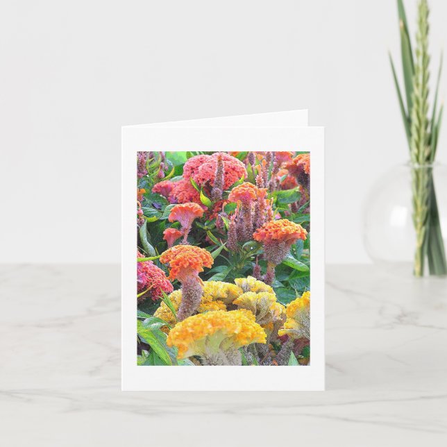 "GULT, SALMON OCH ORANGE CELOSIA" NOTECARD/BLANK KORT (Framsida)